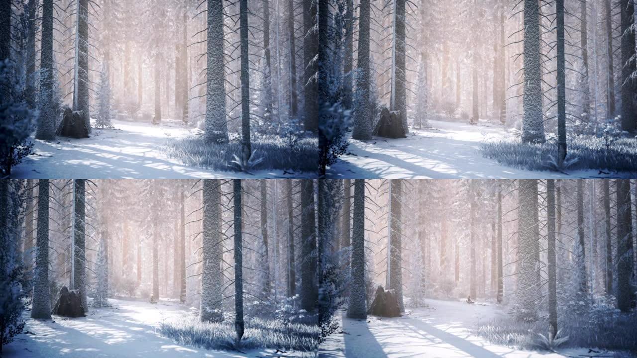 神奇的圣诞森林，神奇的光线穿过树林