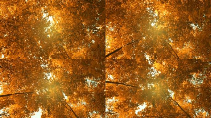 秋季橙树的万向节自下而上视图。秋季公园漫步