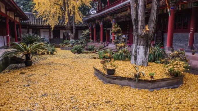 院子里，银杏叶落了一地