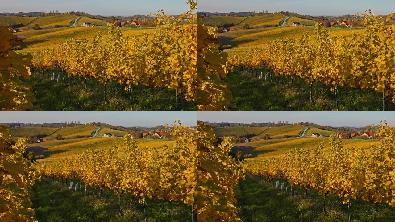 DS葡萄园的黄色秋天的颜色，背景是滚动的风景