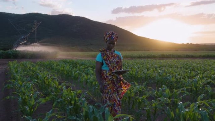 特写。穿着传统服装的非洲黑人女农民使用数字平板电脑监控大玉米作物。背景灌溉