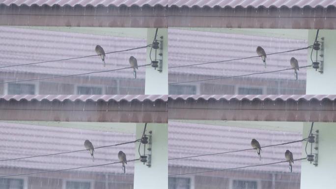 雨天，雨天屋顶下有两只鸽子。