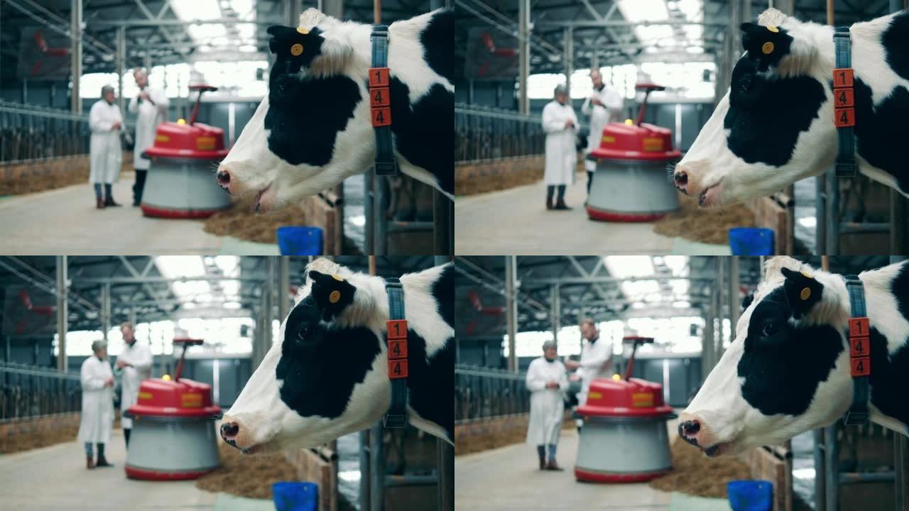 农场里的一头母牛与附近的两名专家交谈