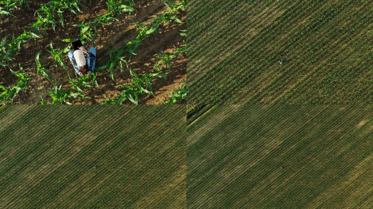 鸟瞰图，一个留着棕色长发、戴着帽子、穿着工装裤的农妇站在玉米地里，手里拿着一个电子平板，抬头看着