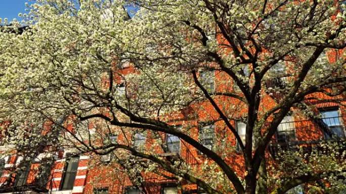 树木和住宅楼。纽约。曼哈顿