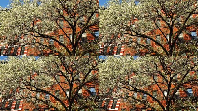 树木和住宅楼。纽约。曼哈顿