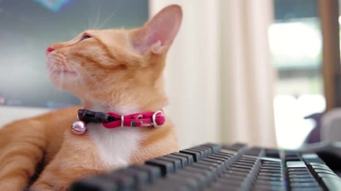 毛茸茸的猫在电脑键盘上放松