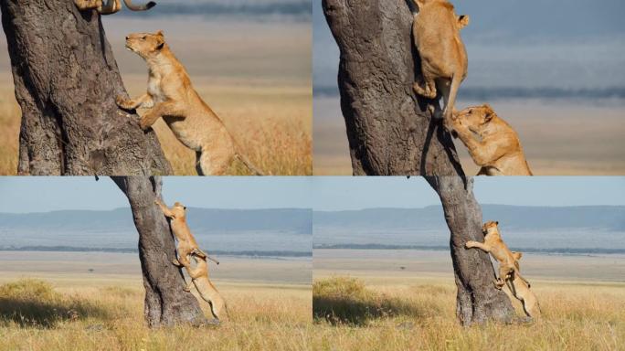 阳光野生动物保护区的慢动作狮子攀爬树