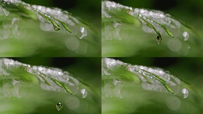 时间扭曲液滴从潮湿的闪亮蕨类植物上滴下