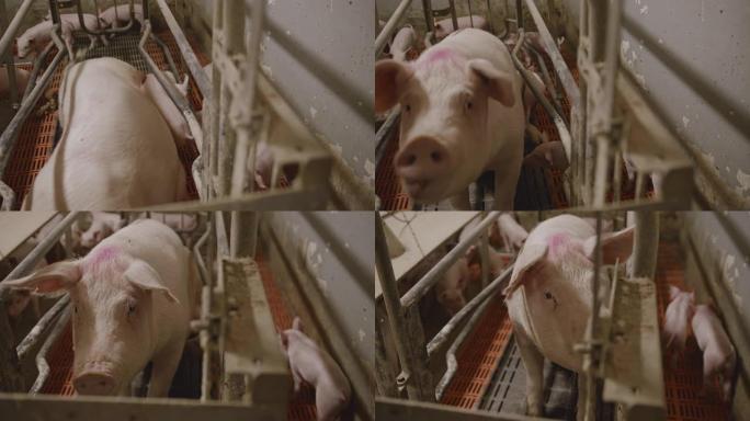 慢动作，母猪护理一大群小猪后起床的手持镜头