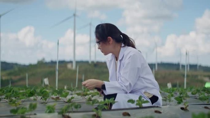 穿着制服的亚洲科学家正在测试农场植物的质量