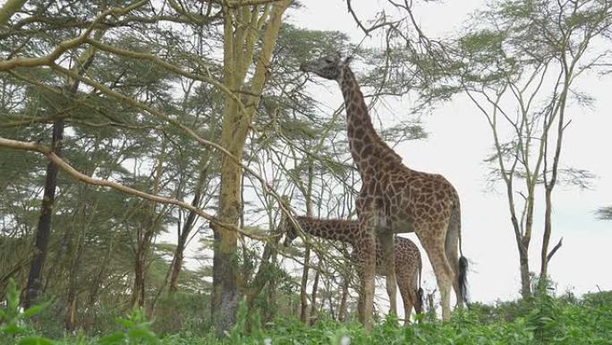 慢动作: 高大的长颈鹿在非洲相思林中吃叶子