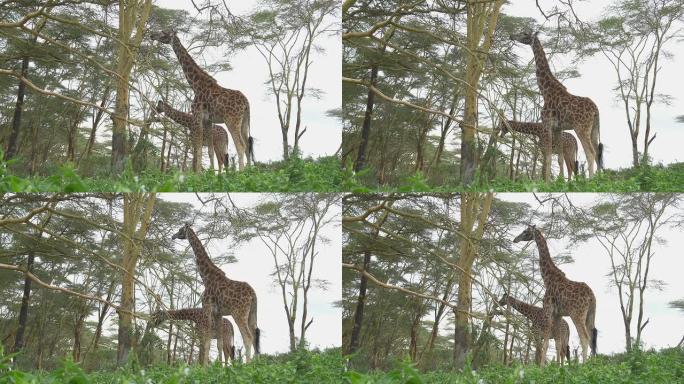 慢动作: 高大的长颈鹿在非洲相思林中吃叶子