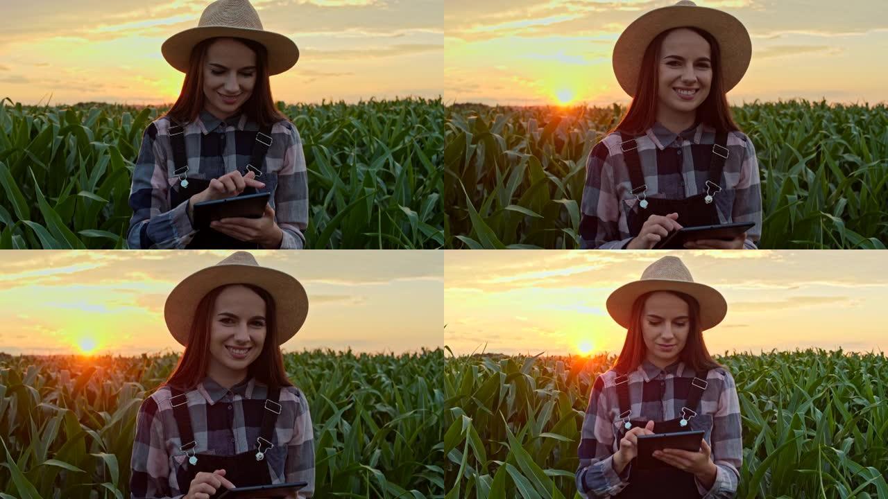 日落时分，一位年轻的女农民在玉米地里使用数字平板电脑