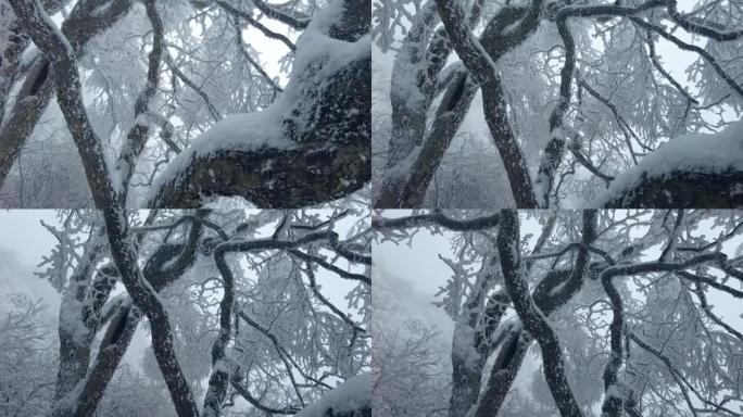 冬天有雪的森林寒冷大雪覆盖