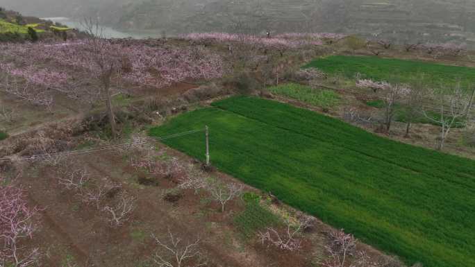 零口桃花