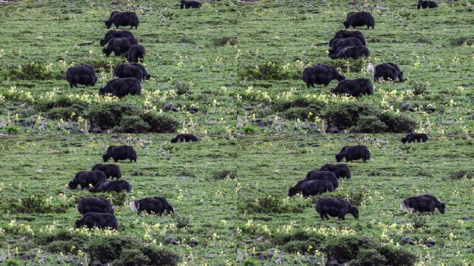 牦牛在覆盖着绿僵菌的山坡上吃草