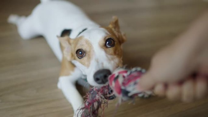 杰克·罗素梗犬与主人玩绳索拉锯战的两枪