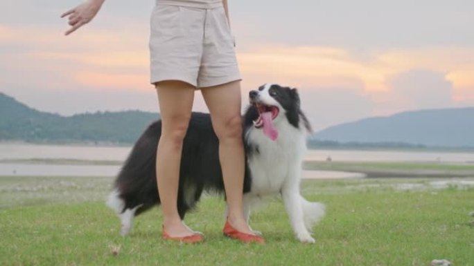 聪明开朗的黑白边框牧羊犬在女主人周围散步。