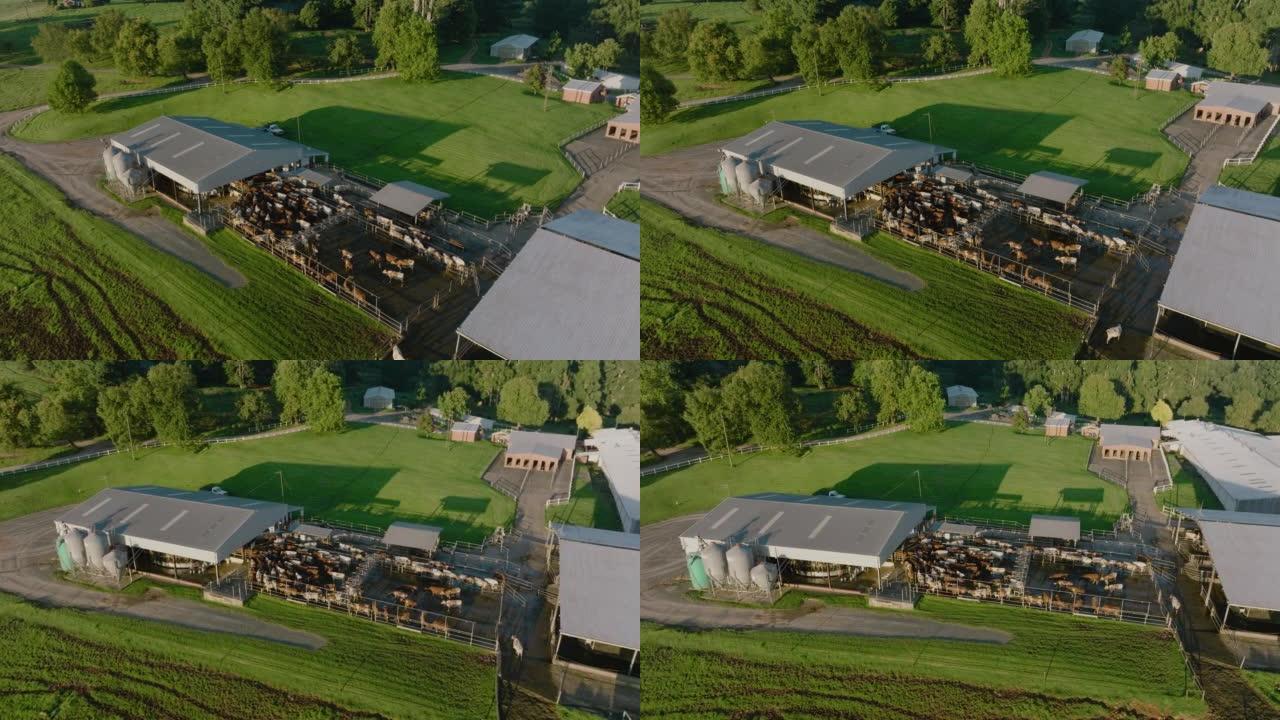 在大型商业奶牛场等待挤奶的艾尔郡奶牛的圆形鸟瞰图。负责温室气体排放的牲畜为气候变化做出了贡献
