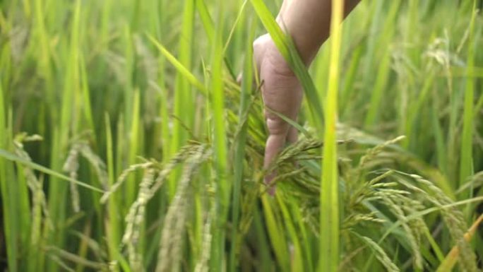 手触摸水稻植物轻抚农作物农产品