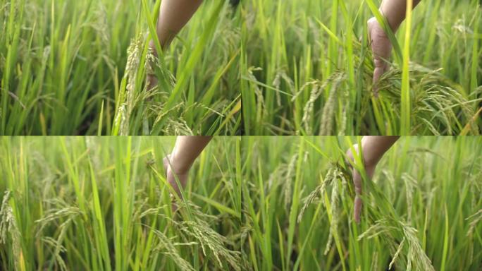 手触摸水稻植物轻抚农作物农产品