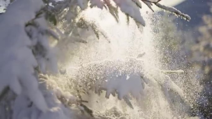 阵风过后，慢拍的雪从云杉的树枝上落下。雪粒被太阳背光照射。森林或公园白雪皑皑的阳光明媚的冬天