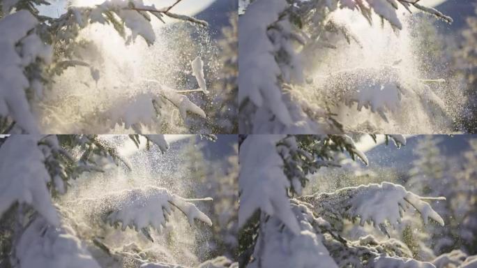 阵风过后，慢拍的雪从云杉的树枝上落下。雪粒被太阳背光照射。森林或公园白雪皑皑的阳光明媚的冬天