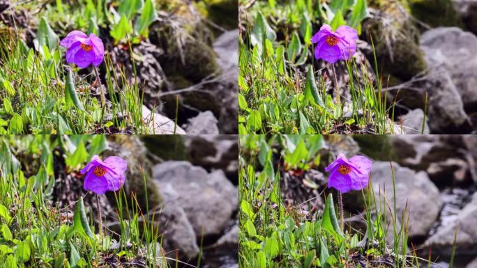 绿叶草具有紫色花瓣和金花药的完美结合