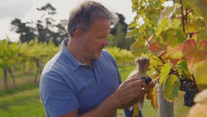 葡萄园的成熟男性所有者在慢动作拍摄过程中检查葡萄的质量以生产葡萄酒
