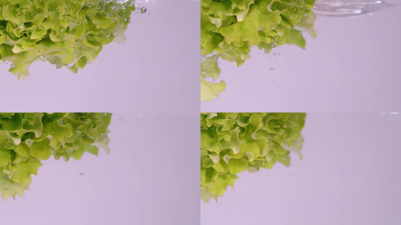复制空间: 一头长叶莴苣掉入装满淡水的容器中
