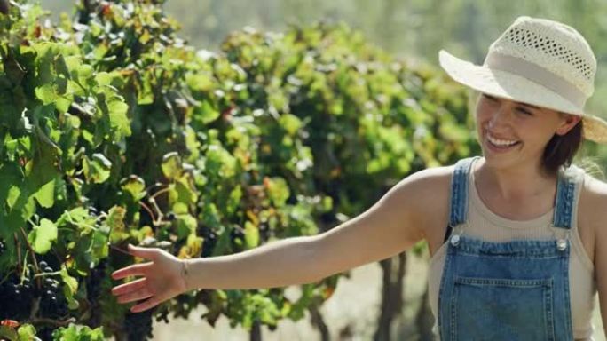 4k视频片段，一位年轻的女农民走过葡萄园，双手穿过葡萄藤