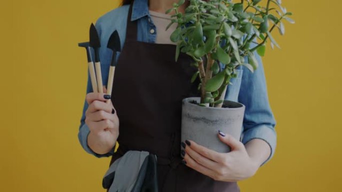 黄色背景上女性手持绿色盆栽植物和仪器的特写