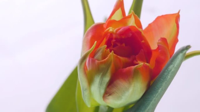 特写延时生长的大芽红色郁金香花和绿色花瓣。背景下的宏观拍摄开花植物的细节。可爱的浪漫自然清新粉彩装饰