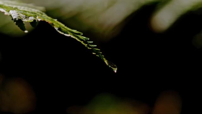 超级SLO MO液滴从森林中的蕨类植物上滴下