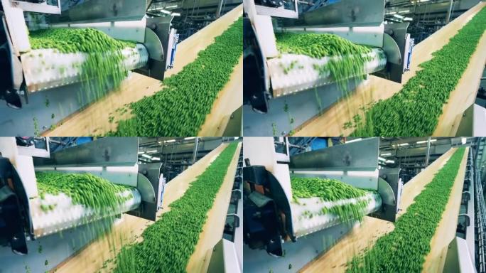 运输综合体正在重新安置新鲜的绿豌豆