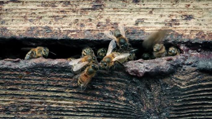 蜜蜂在蜂巢入口周围移动