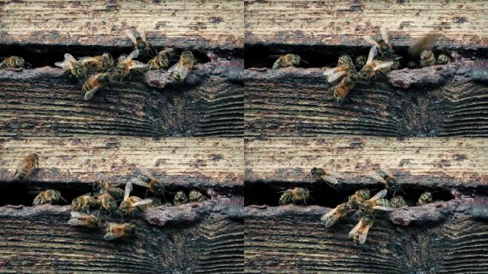 蜜蜂在蜂巢入口周围移动