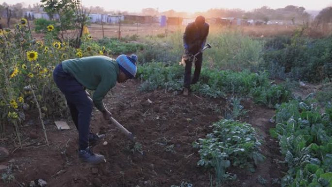 非洲黑人男子和非洲黑人妇女倾向于在非正式定居点 (棚户区) 的一个小社区花园里种菜