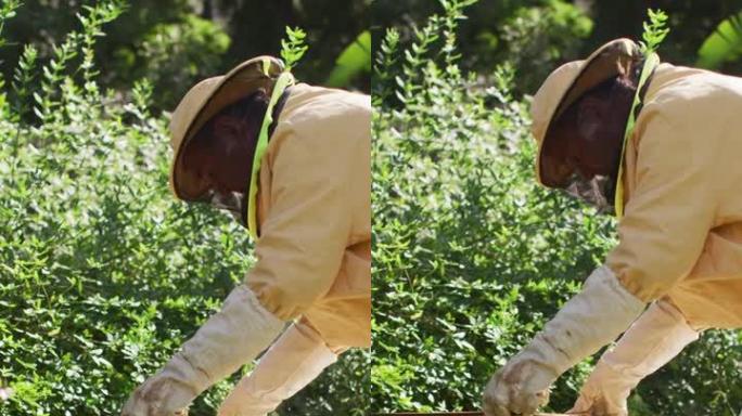 一名高级高加索男性养蜂人打开蜂箱的垂直镜头
