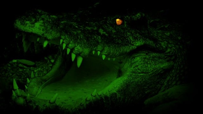沼泽中眼睛发光的鳄鱼