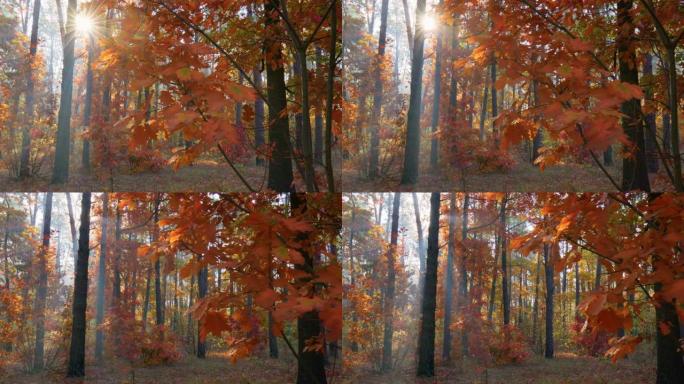 日出时拍摄美丽的秋天森林。太阳穿透了秋天的红色和橙色叶子。秋季自然公园概念。UHD, 4K