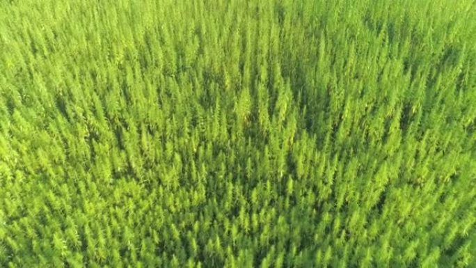 空中: 发芽的大麻植物在夏天的风中摇曳，席卷整个农场。