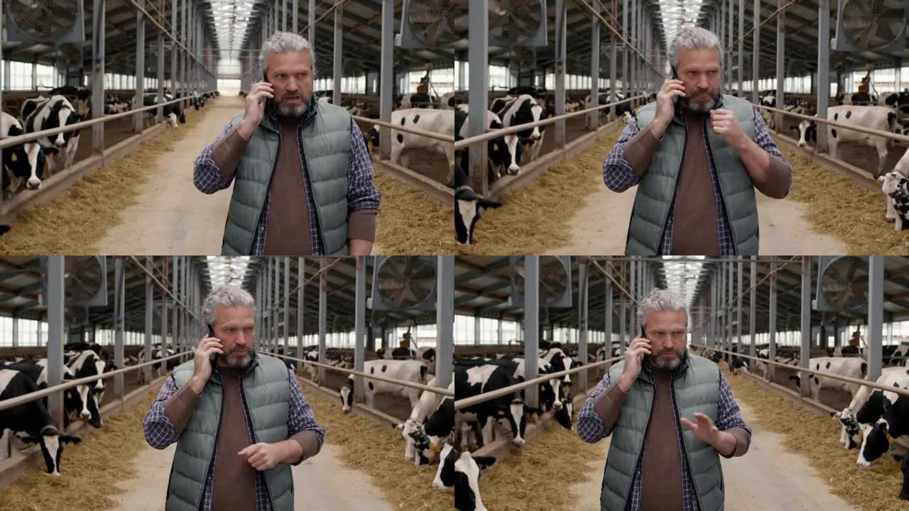 男子走过奶牛场并通过电话交谈