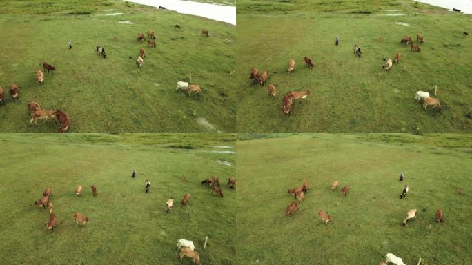 无人机射击在绿色草地上放牧的母牛