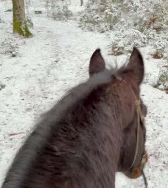 垂直: 在寒冷的冬日，骑着一匹美丽的马沿着风景秀丽的森林小径骑行