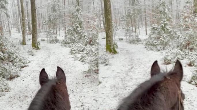 垂直: 在寒冷的冬日，骑着一匹美丽的马沿着风景秀丽的森林小径骑行