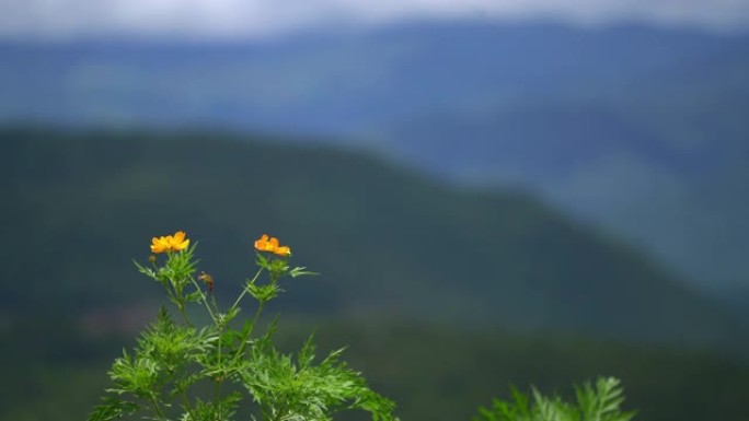 山背景多风的墨西哥紫苑或宇宙花