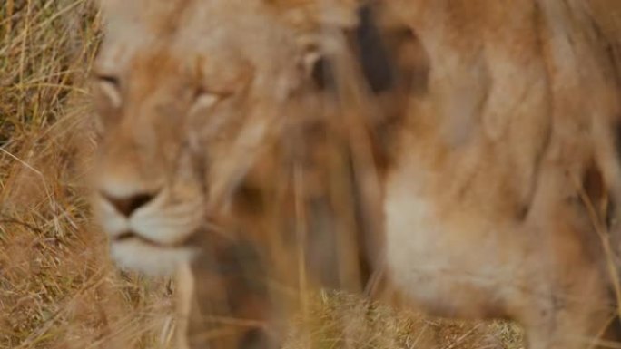 慢动作关闭狮子在阳光明媚的野生动物保护区的草地上行走