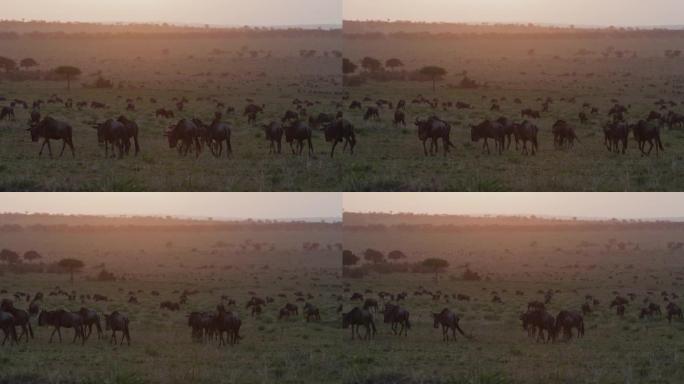 日落时在非洲大草原上放牧的牛群牛羚